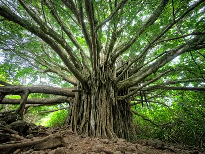 Picture of a tree