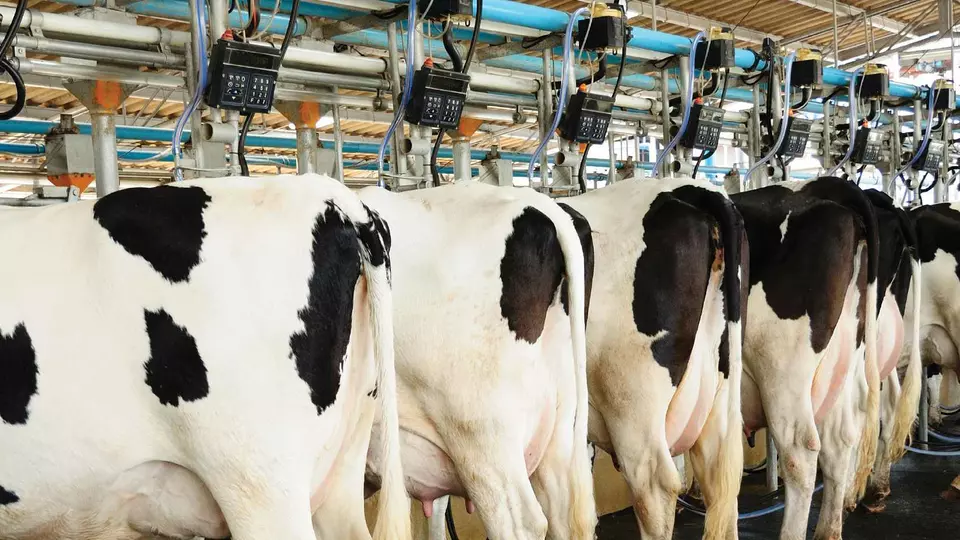 ppl market food beverage raw-milk-collection_cover